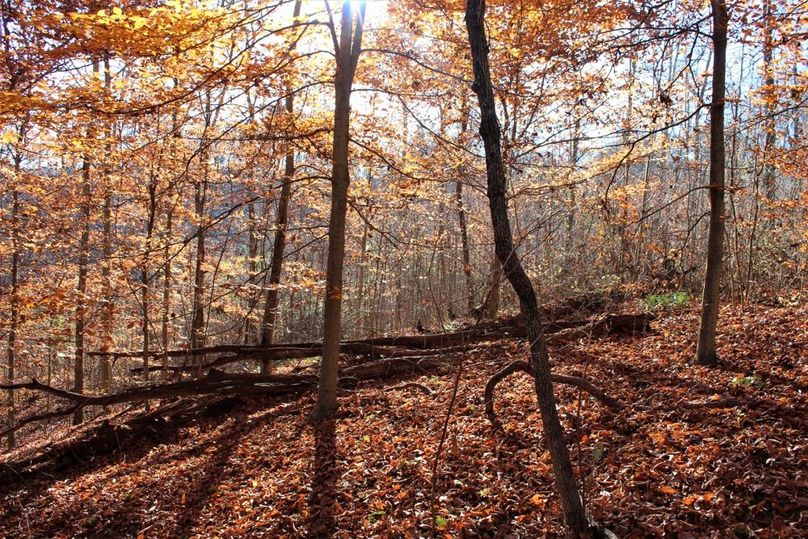 001 morning fall sun shining through a young stand of beeches