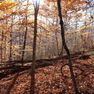 001 morning fall sun shining through a young stand of beeches