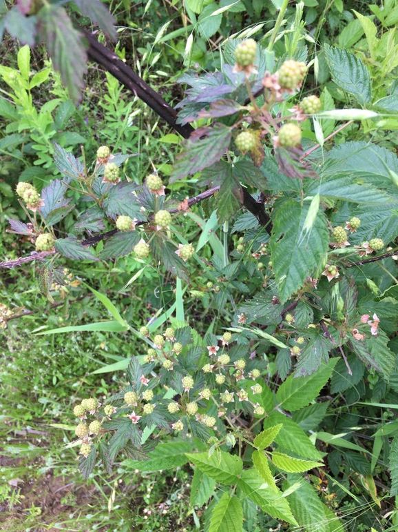 34EDEDD9-2018-46E6-9C73-7CB634864232_1_105_c