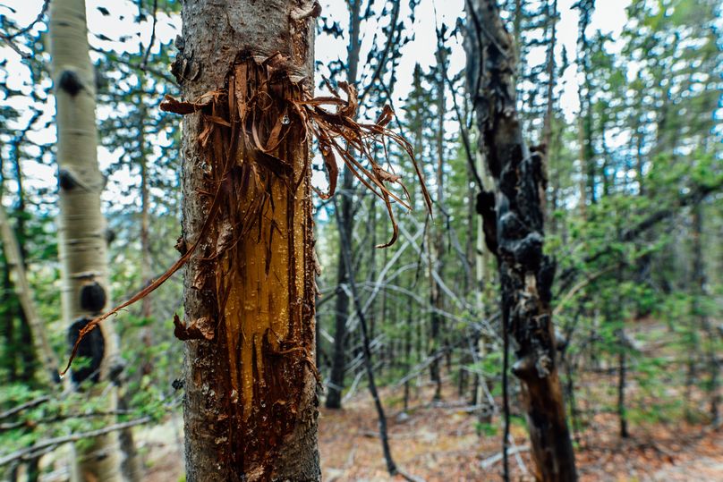 Teller 11.75 - 00013 elk rub