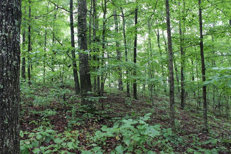 016 young hickory stand at highest knob