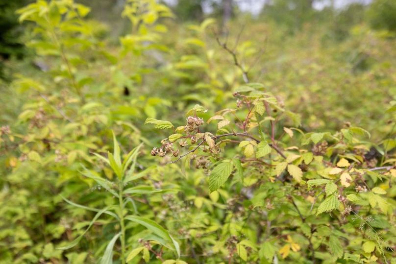 Mackinac 160 Leppiaho-14