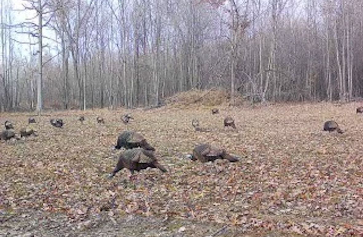 ClarK 160 WILLIAMS -3a