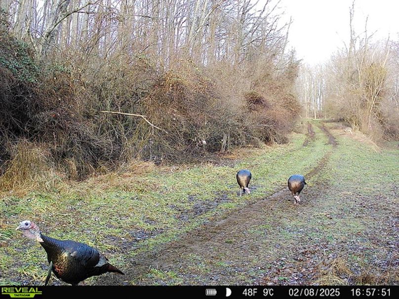 Calhoun, WV 132.84 AC Szegi Trail Cam-06