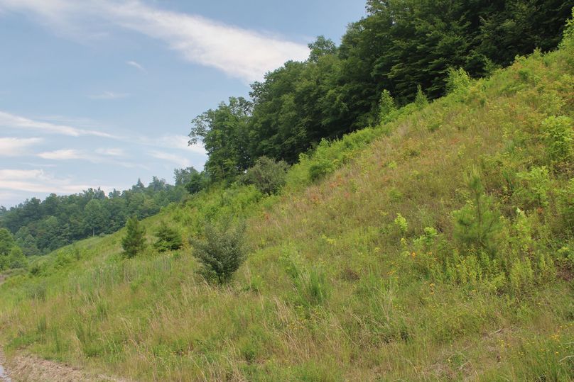 015 old field transitioning into the big woods in the south area of the property