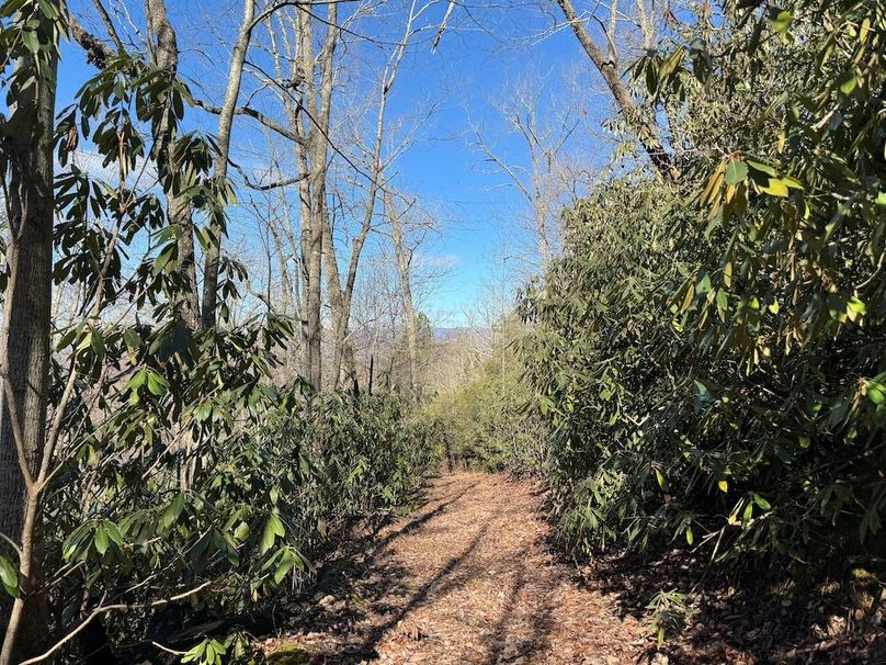 028 Clay 124.76 Fleaback-07