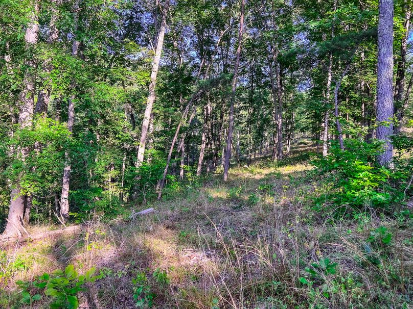Calhoun, WV 101.8 AC Holly -23