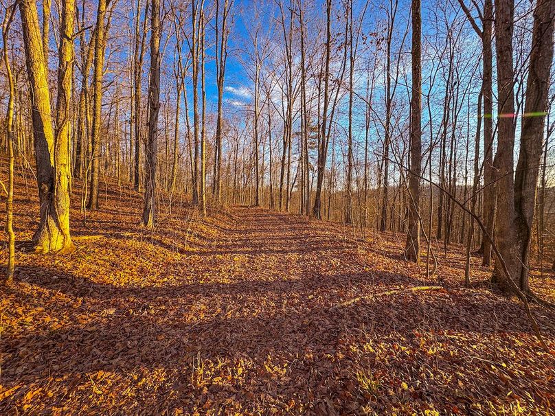 Roane, WV 100.12 AC Tree Line-42