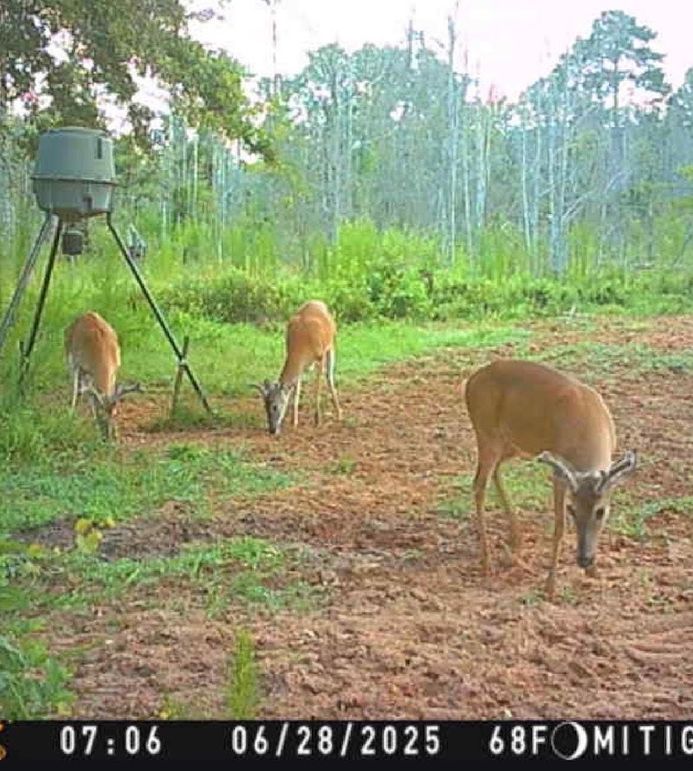 Deer Hutch 3