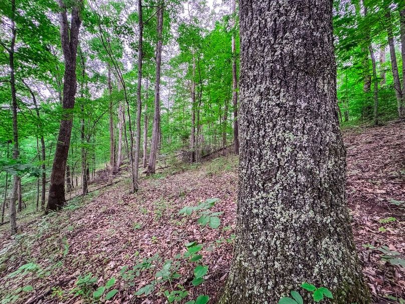 Tyler, WV 313.87 AC -22