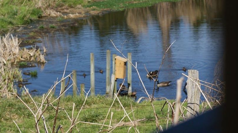 ducks bow turkey lawrence 2013 007