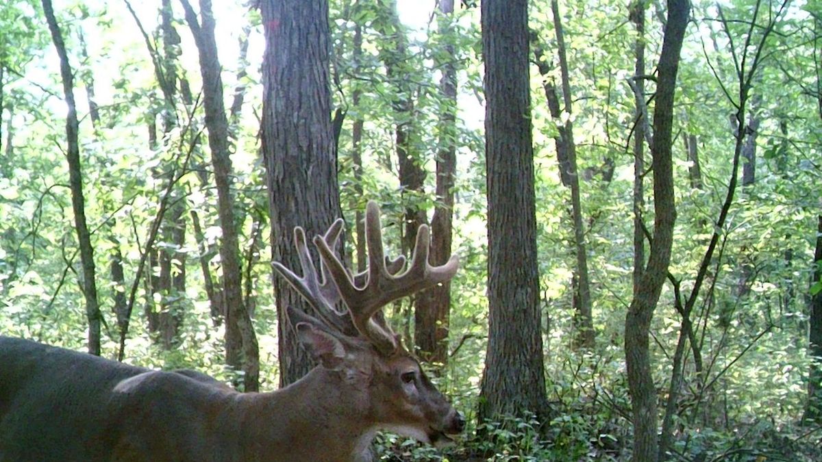 Hunting Farm For Sale Near Madison Whitetail Properties