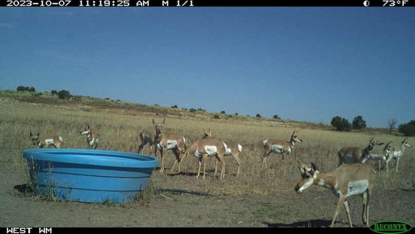 pronghorn 9