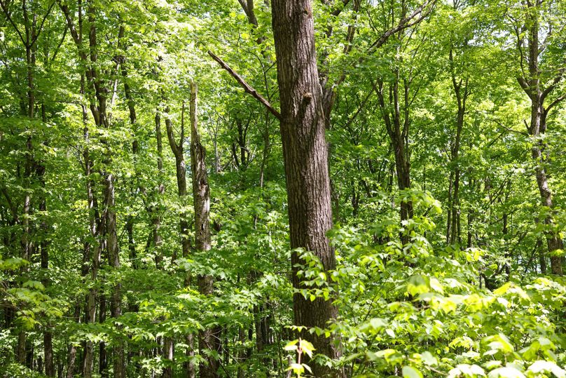 Chippewa85Knowles-5647
