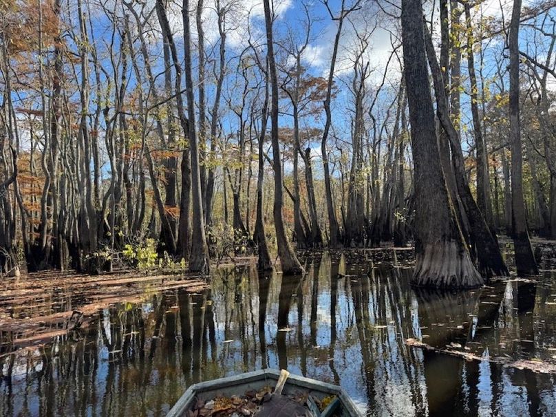 swamp20260501_0228-2