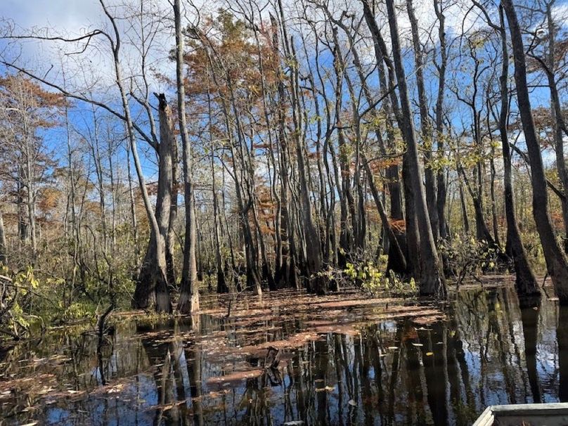 swamp20260501_0229-2