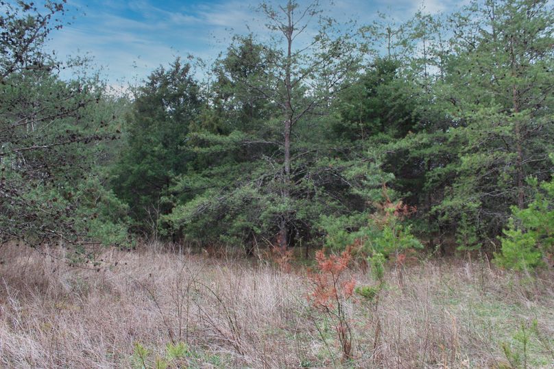 005 some of the field openings intermixed with young pines