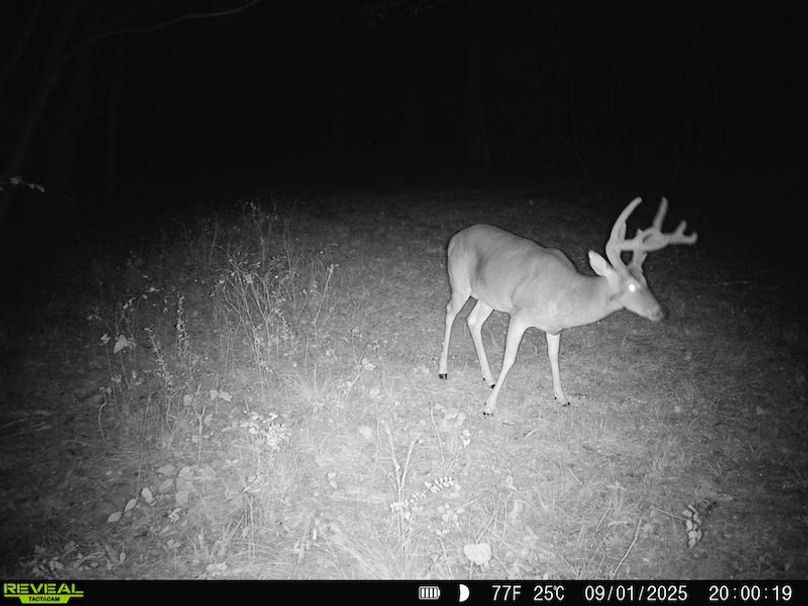 Clay 374.13 Trail Cam Photo-3