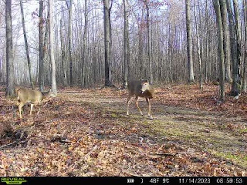 ClarK 160 WILLIAMS -62d