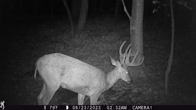 Sauk 174 Trailcam - 37