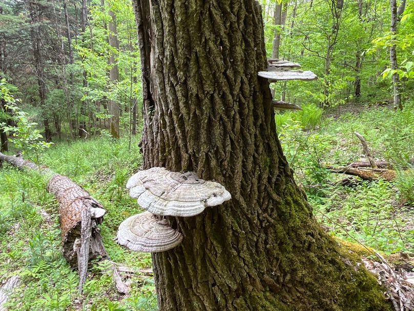 Tioga_18.72_Coulson Photo 38