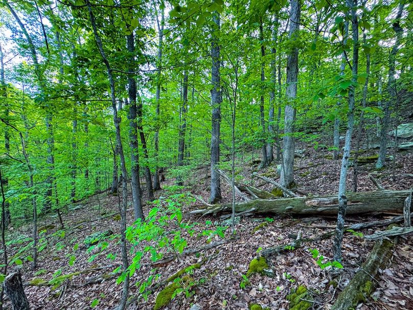 Wirt, WV 145.69 AC 273 Wildflower-36