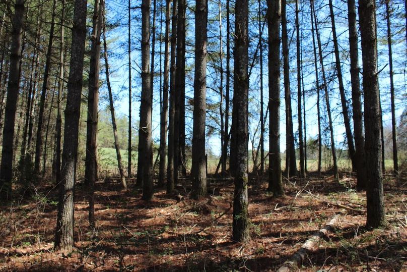 029 great pines on the fields edge