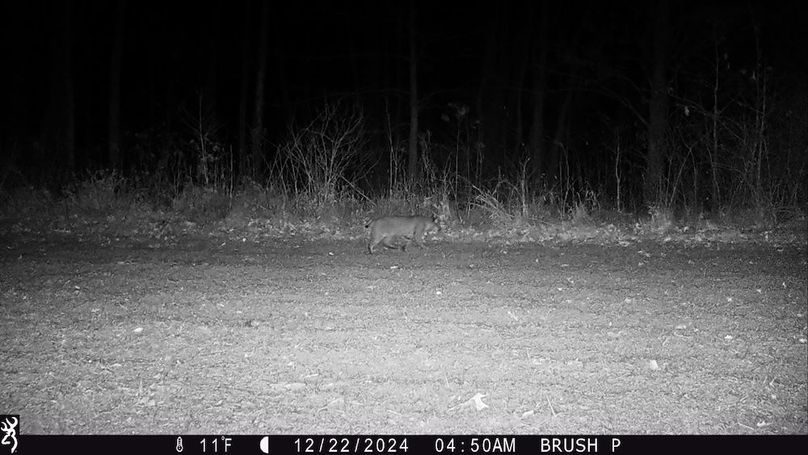 22 Dec 2024_0450_Bobcat