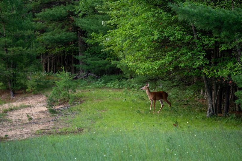 Ogemaw MI 475 Featured Pro Photo-09953