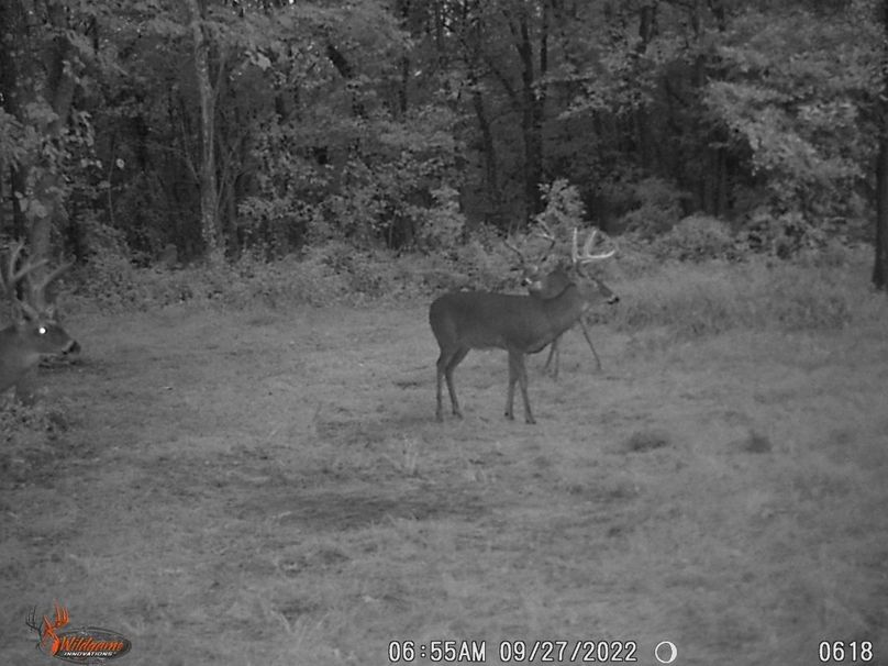 buck pic on property3
