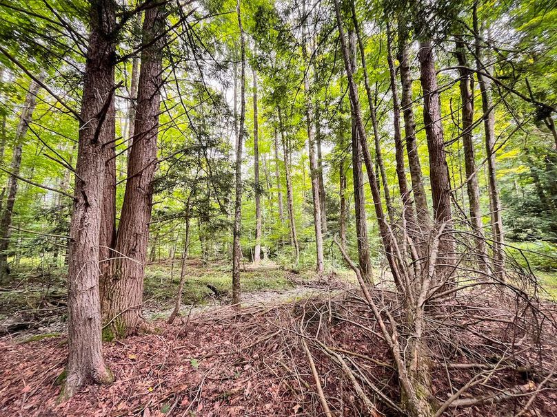 Chemung_60.55_Baumunk_Photos_34