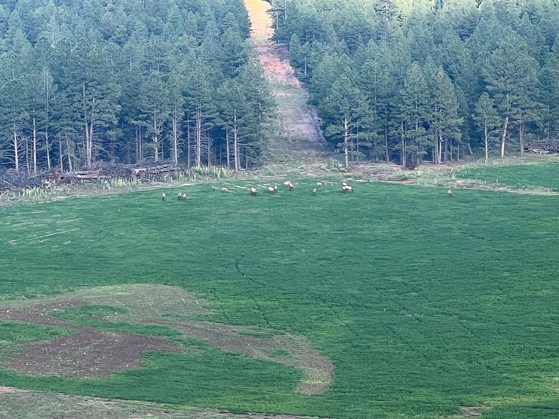 Hay field elk