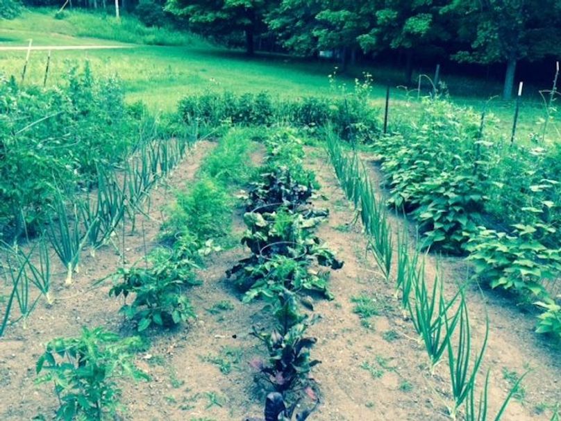 Vegetable Garden