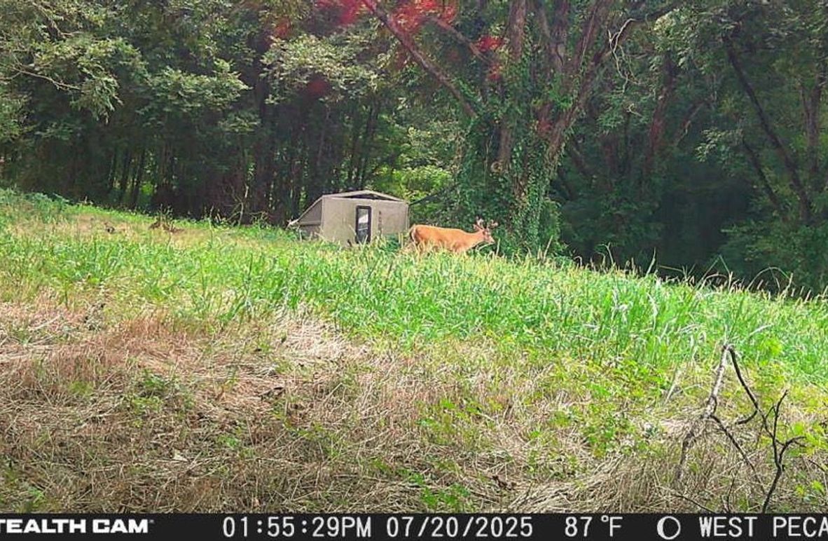 25072013552801003767_ColorizationType.none