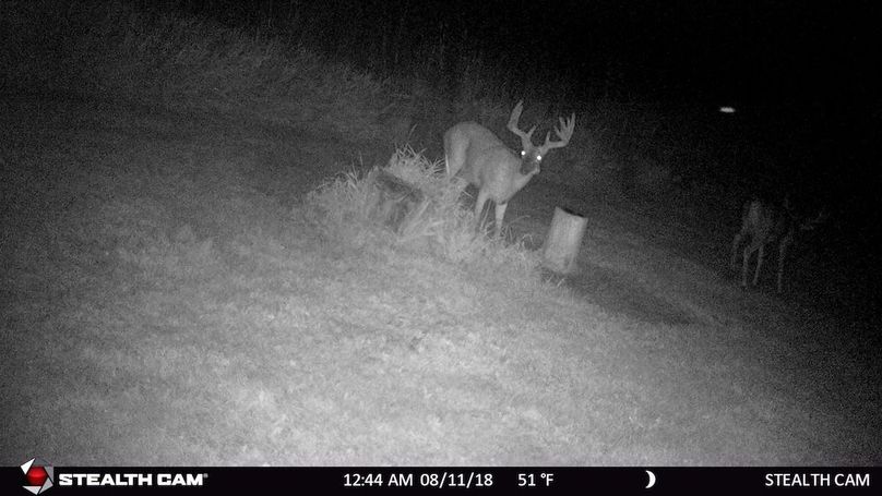 Very nice buck at night