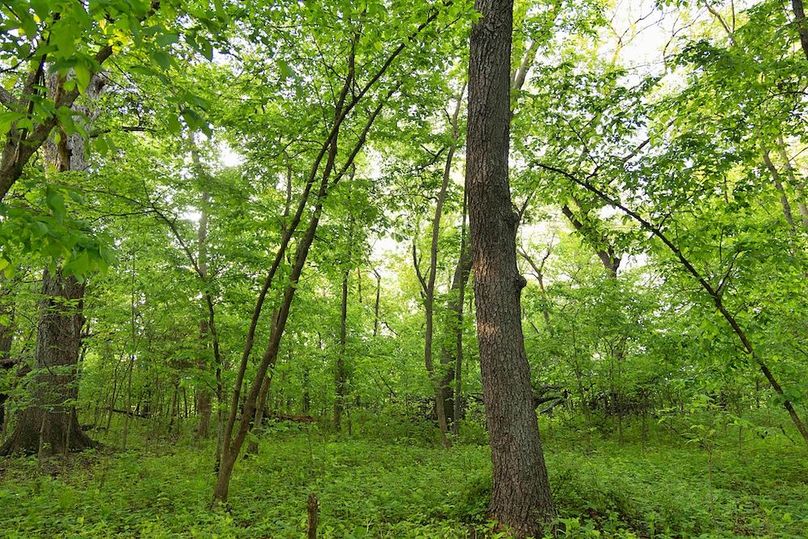 41 woods walnut and understory