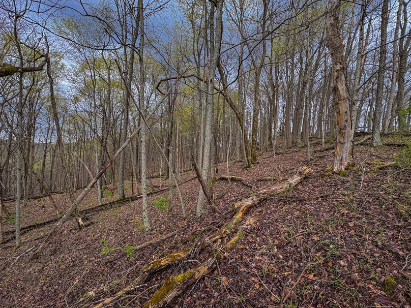 Wirt, WV 39.564 AC Full-23