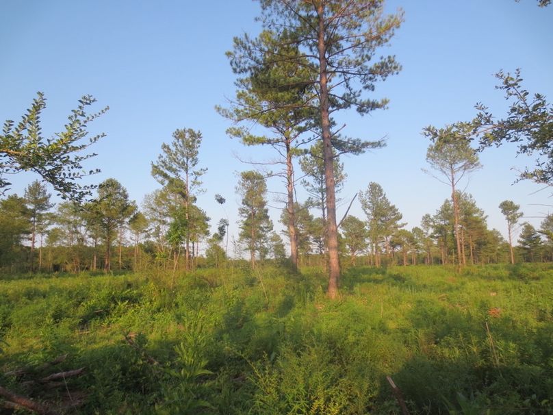 86986943-7346-41B5-ADFC-A6DC57AAAD08_1_105_c