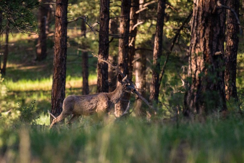 Teller CO 120 - 018 -  Mule Deer