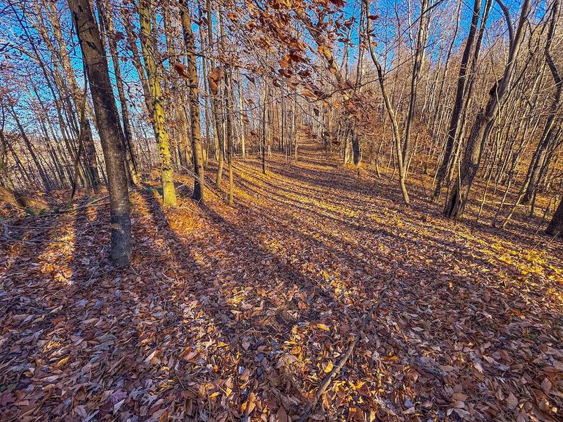 Pleasants_Wood 169.97 AC Cokeley-60