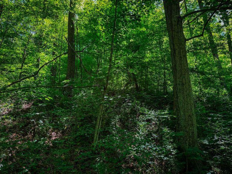 Doddridge, WV 64.69 AC Davis-38