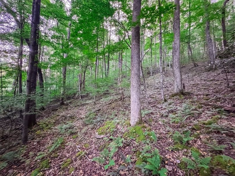 Webster, WV 42 AC Barger-04