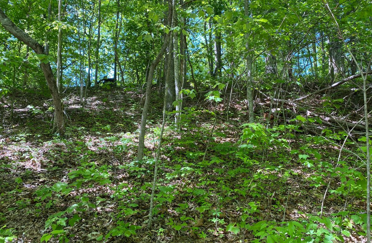 004 view up to the ridge in the north area of the property copy