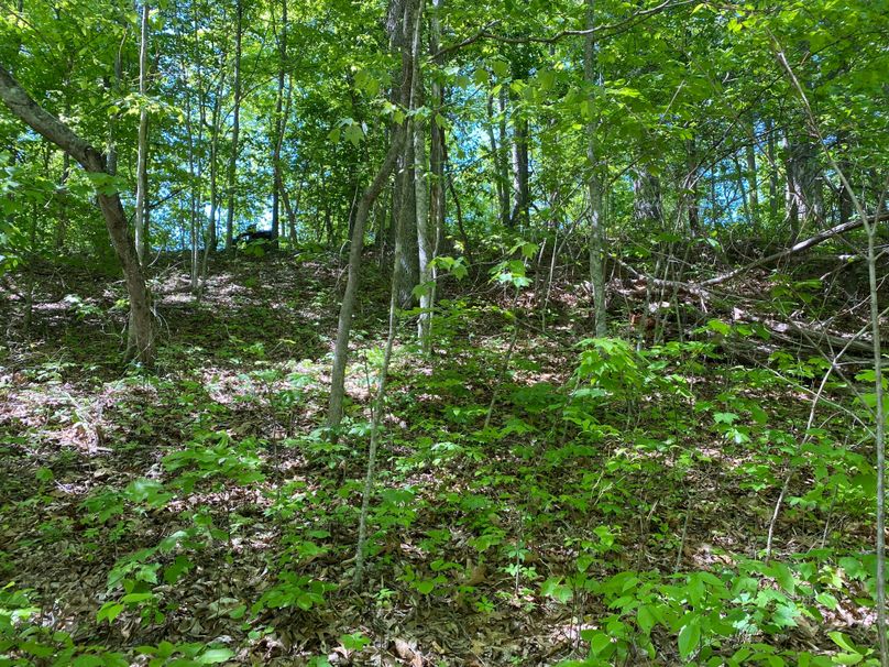 004 view up to the ridge in the north area of the property copy