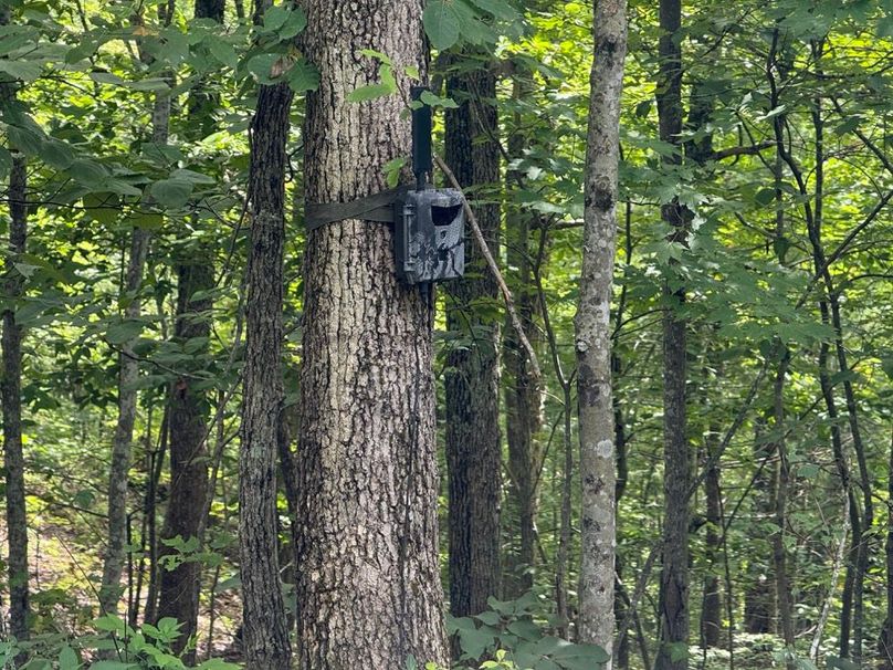 031 the game cameras firing up for the upcoming hunting season