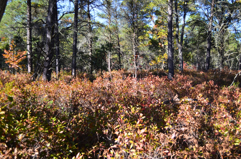 Screenshot 2025-11-14 at 11.13.07 AM