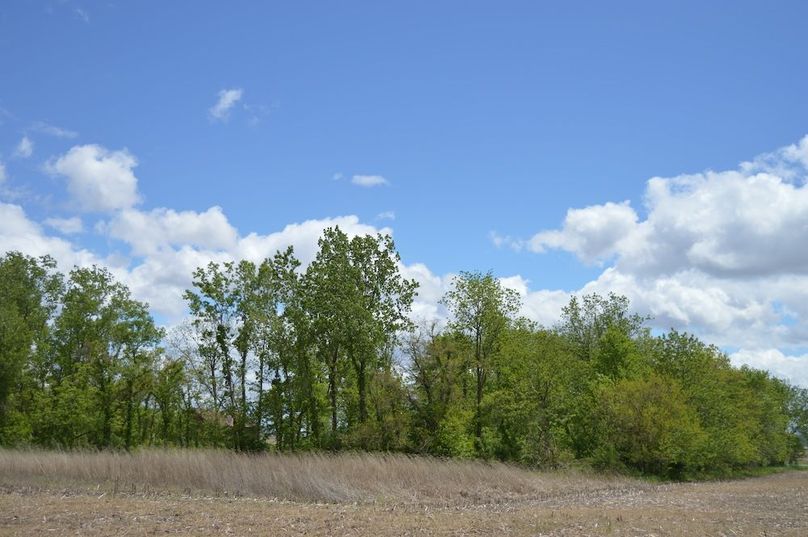 View of wood lot looking south