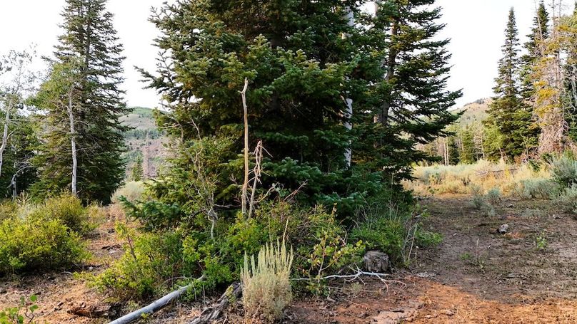 DJI_20250726173419_0124_D