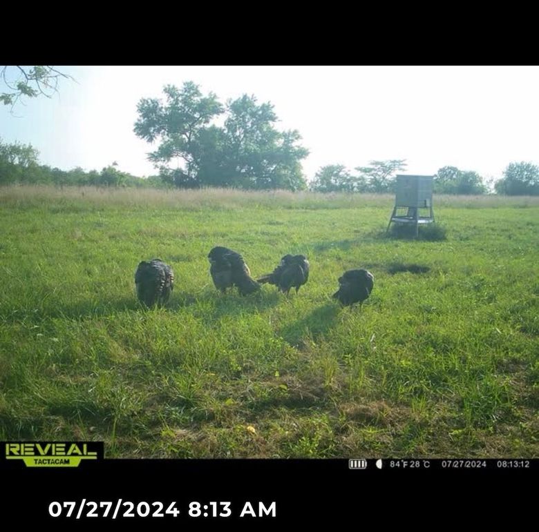 Trail Cam 4