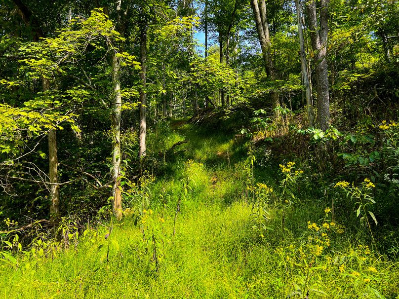 Calhoun, WV 101.8 AC Holly -02